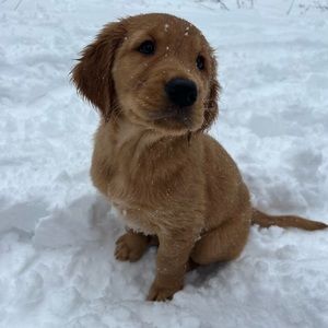 Meet your Posher, Zoe